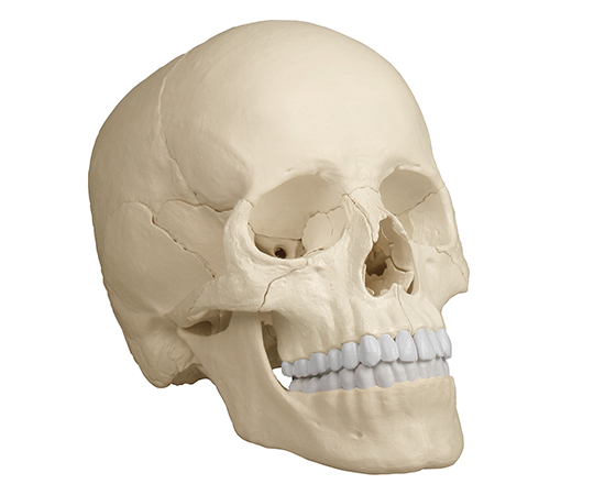 頭蓋22分解モデル（ナチュラルカラー）